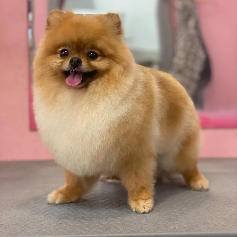 Pomerania recién arreglado en la mesa de peluquería de Chloe's Pets