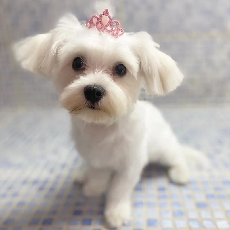 Bichón maltés blanco recién arreglado con una coronita rosa en Chloe's Pets
