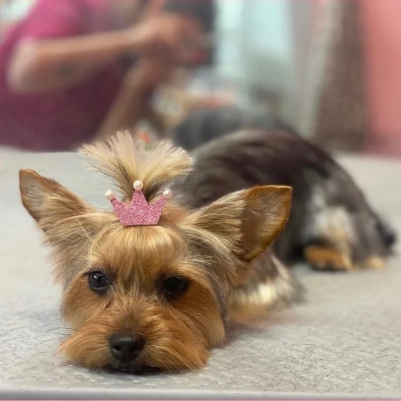 Yorkshire terrier recién arreglado con coleta y coronita rosa en la mesa de Chloe's Pets