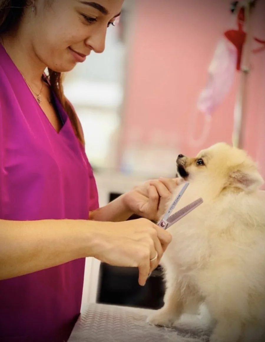 Marina cortando el pelo a un pomerania en la mesa de peluquería de Chloe's Pets